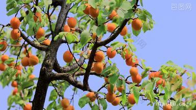 实拍满树的杏